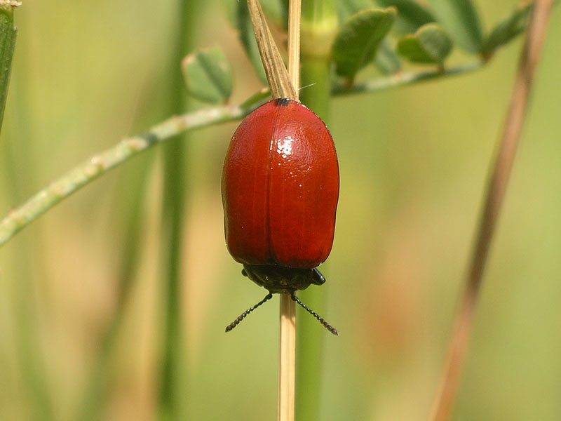 Crisomelidi da identificare: Chrysomela populi